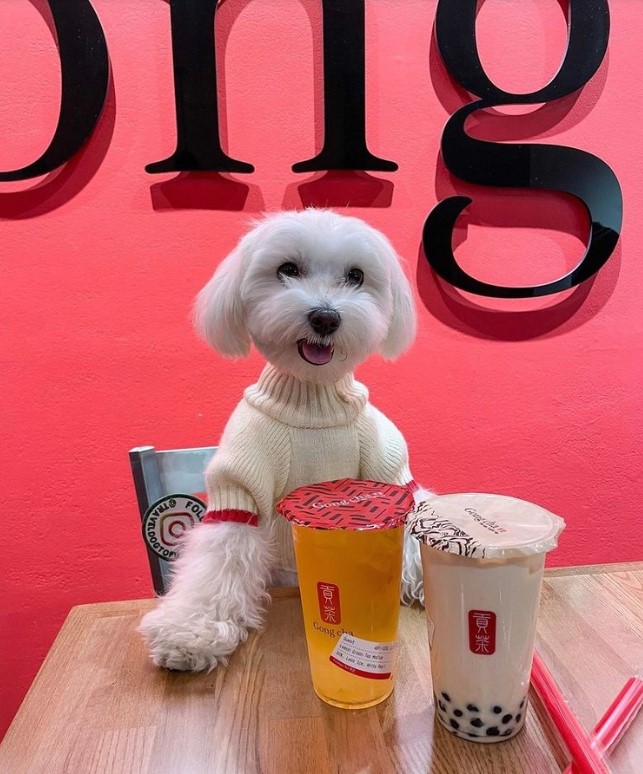 Gong Cha, several New Jersey locations